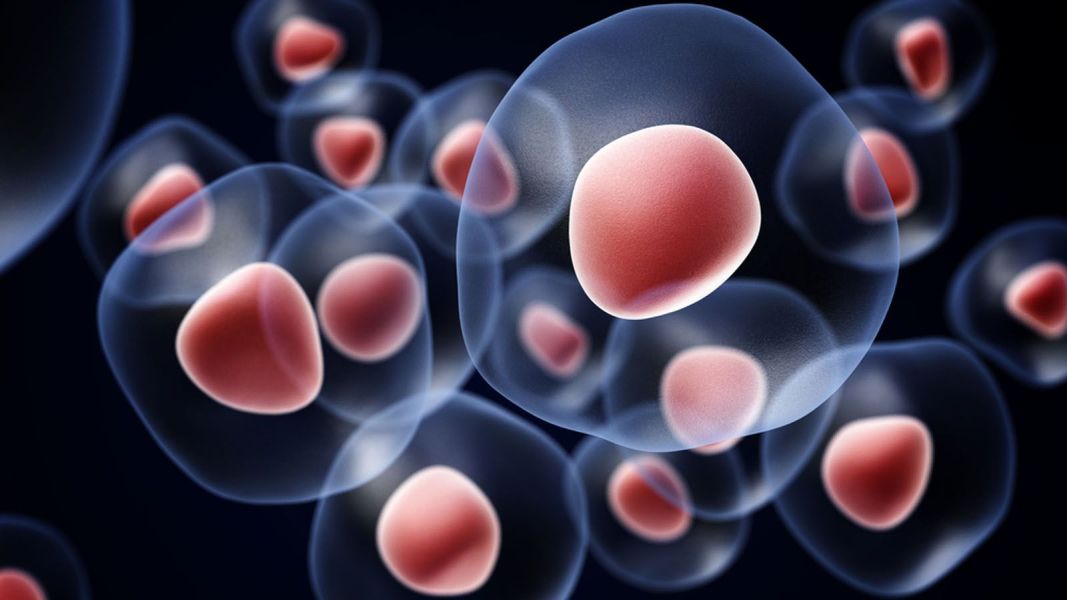 Matične ćelije i njihova primena u savremenoj medicini